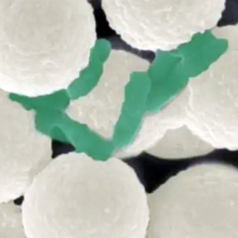 Microrobot swarms cleanse water of microplastics and bacteria