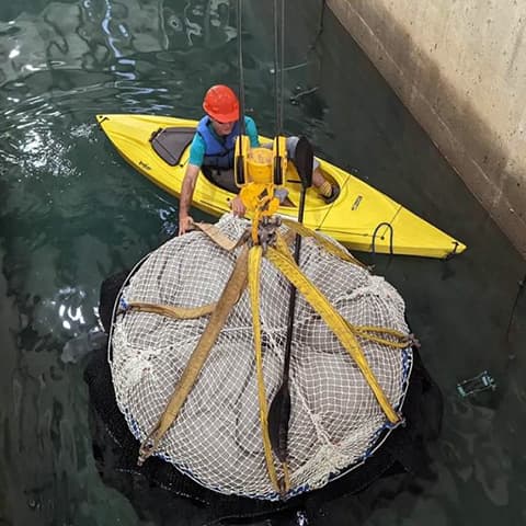 How nature-based solutions are being used to fight rising seas