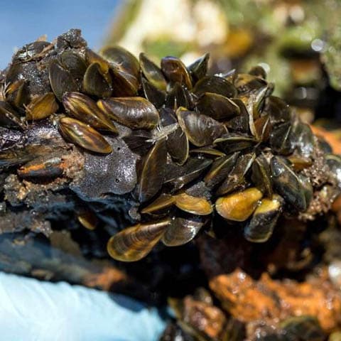 Golden mussel