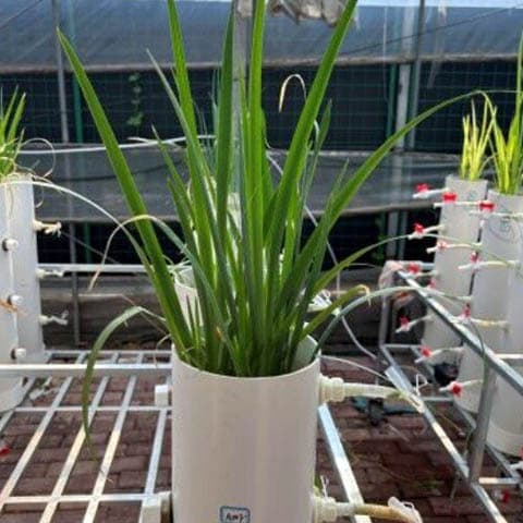 Wetland plant–fungus combo cleans up PFAS in a pilot study