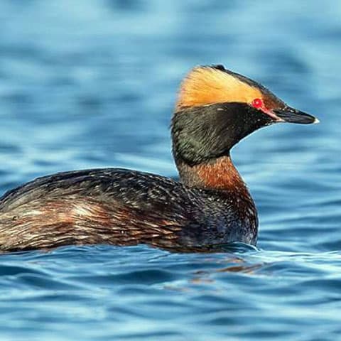 With planning, birds and floating solar can coexist