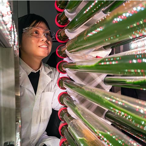 Lab-grown algae removes microplastics from water