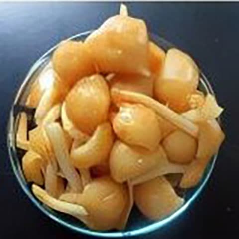 Mushroom slime removes up to 98% of microplastics from water, researchers report