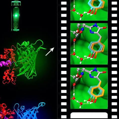‘Molecular movie’ technology reveals a better way to thwart environmental pollutant