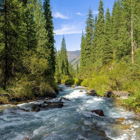 Cleaner rivers help wildlife make a remarkable comeback, study says