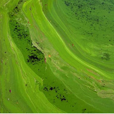 Nanopore method improves detection of cyanobacteria toxins in lake water