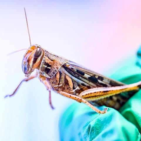 How insects could help detect PFAS contamination