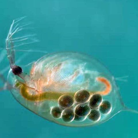 Scientists use water fleas to filter pollutants out of wastewater