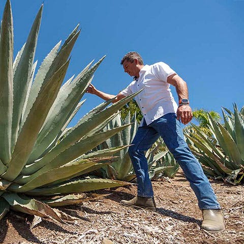 Californians bet farming agave for booze holds key to weathering drought, groundwater limits