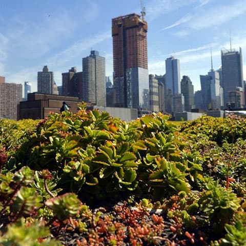 Green roofs can help cool cities in the summer heat, but building them is only the first step – many don’t survive
